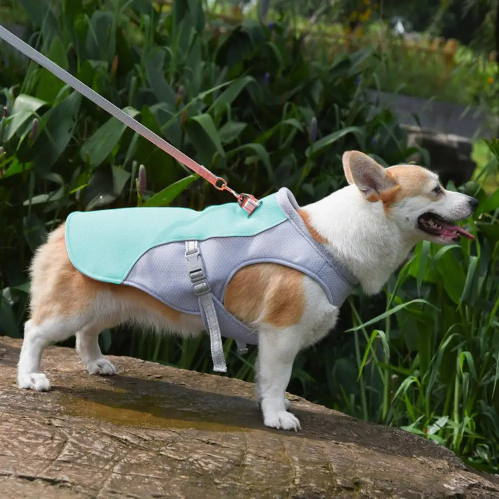 Gilet rafraîchissant pour chien en plein air