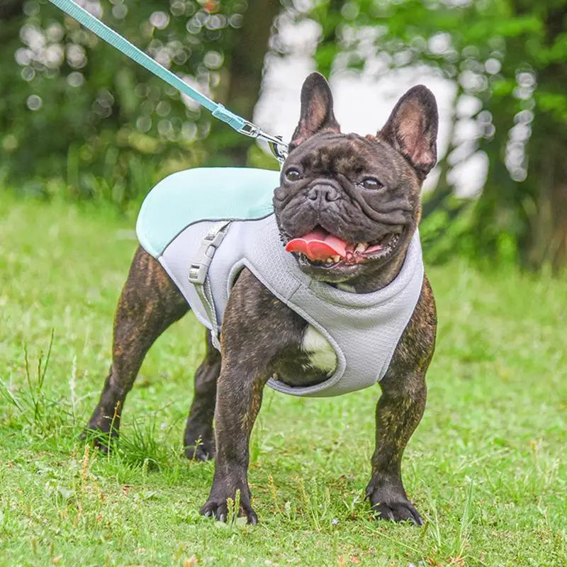 Gilet rafraîchissant pour chien en plein air