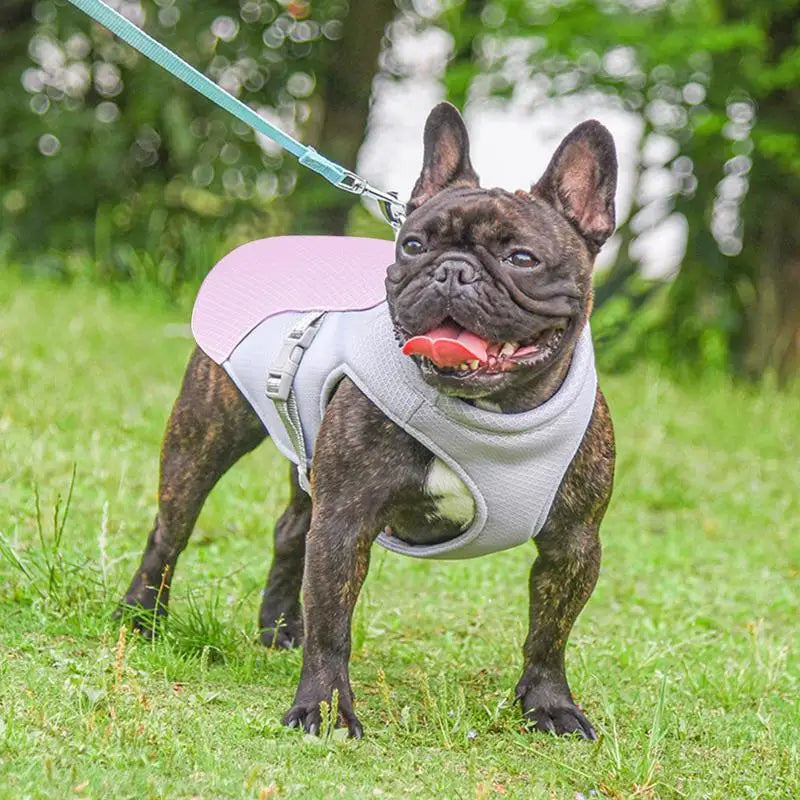 Gilet rafraîchissant pour chien en plein air