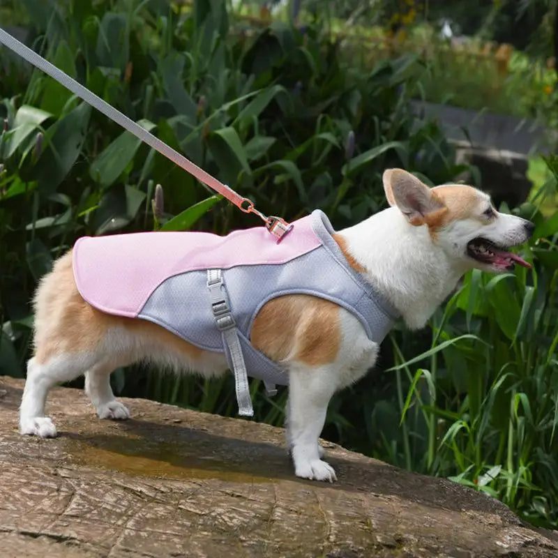 Gilet rafraîchissant pour chien en plein air