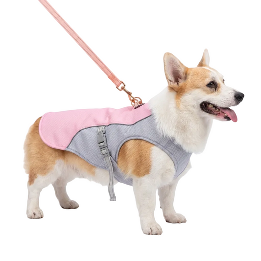 Gilet rafraîchissant pour chien en plein air